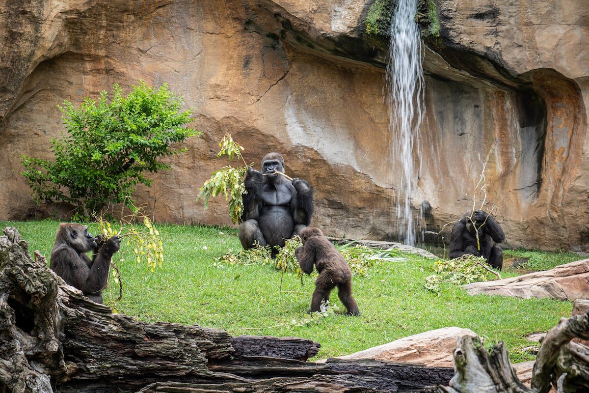 Centinelas contra la extinción de las especies: los bioparques que hay que visitar | El Viajero