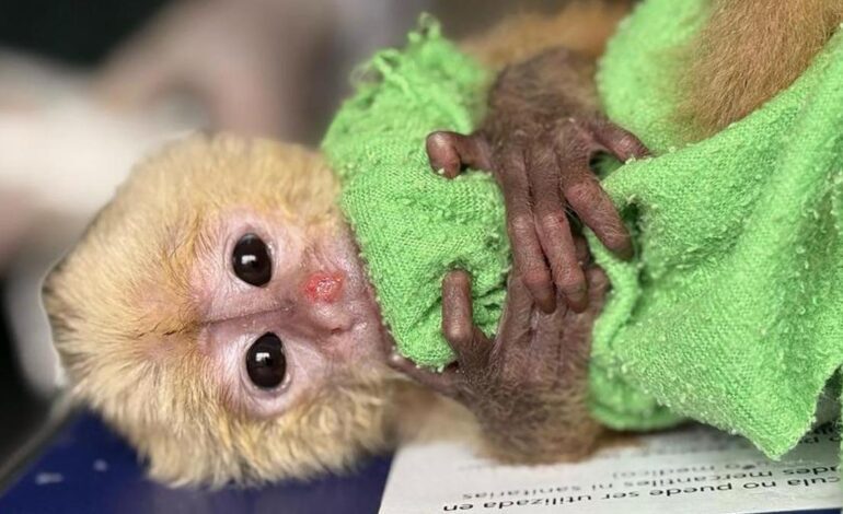 Detienen a una pareja con seis primates ocultos en sus partes íntimas en un aeropuerto colombiano