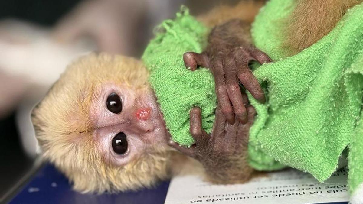 Detienen a una pareja con seis primates ocultos en sus partes íntimas en un aeropuerto colombiano