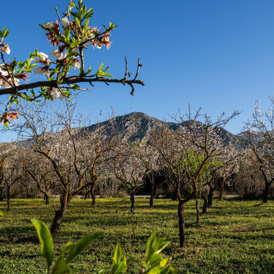 Nigüelas Floring.