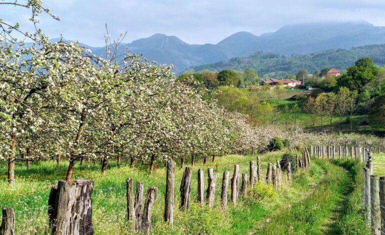 Una ruta por los lagares y pomaradas donde nace la sidra asturiana