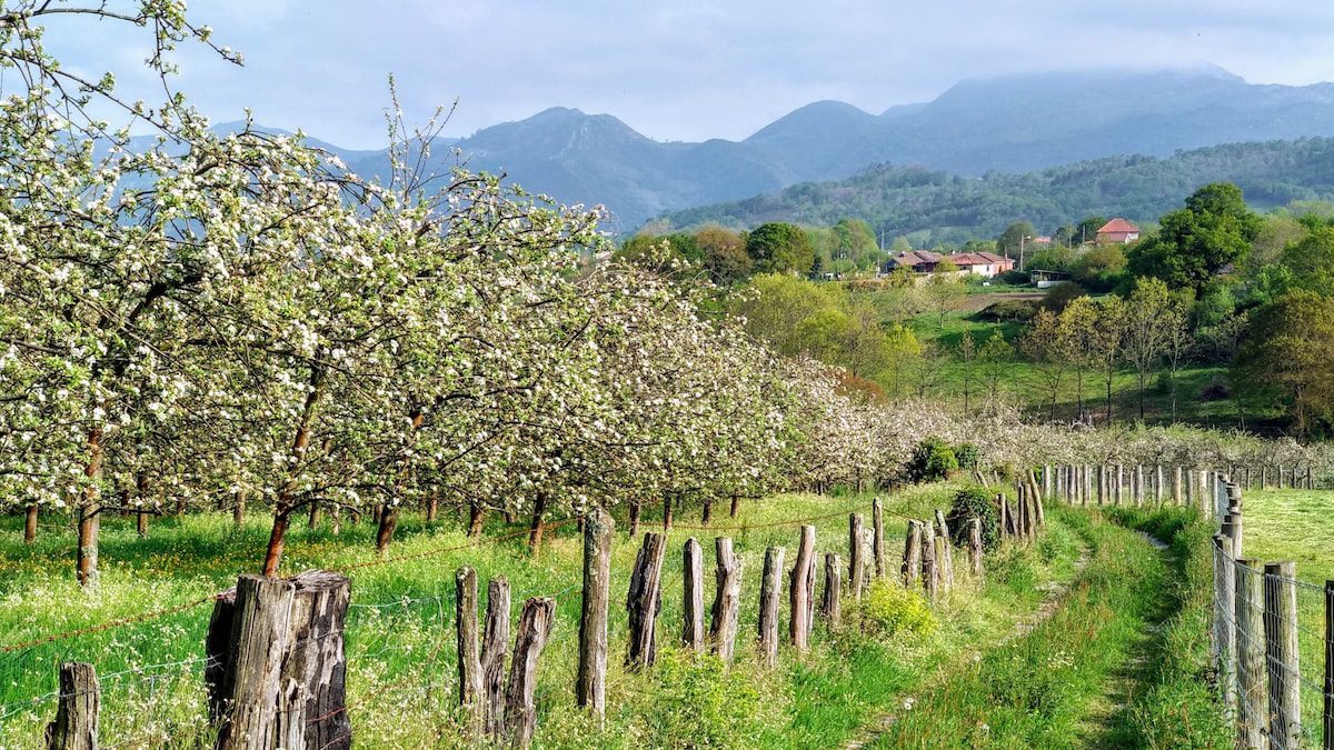 Una ruta por los lagares y pomaradas donde nace la sidra asturiana