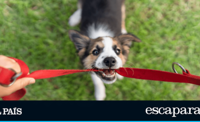 Adiós a los collares para perros: esta es la alternativa más cómoda y segura | Estilo de vida | Escaparate