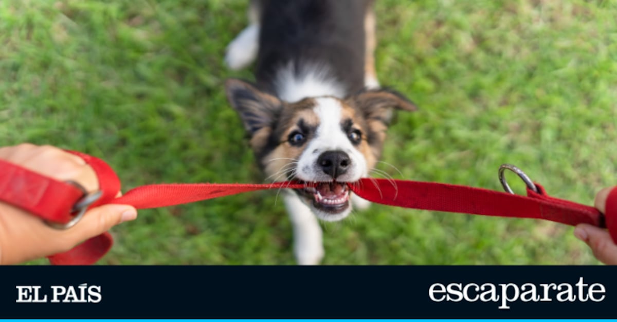 Adiós a los collares para perros: esta es la alternativa más cómoda y segura | Estilo de vida | Escaparate