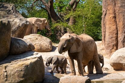 Familia de elefantes africanos de valencia bioparc.