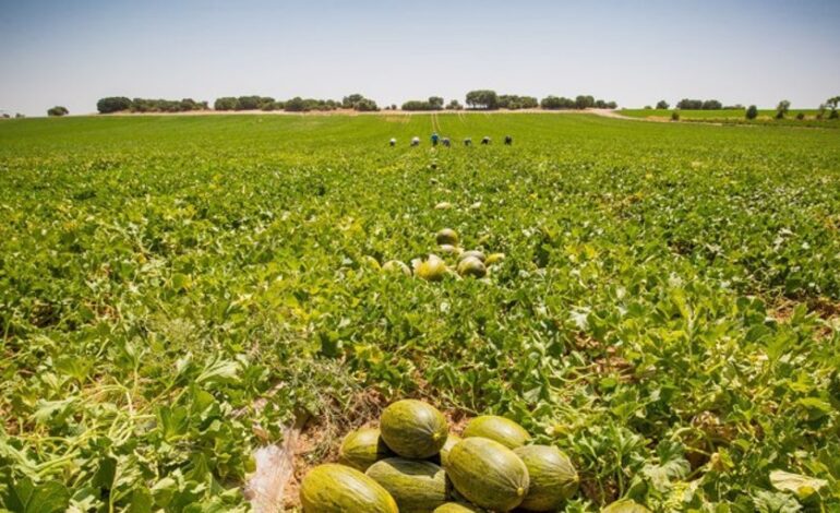 Dia invierte 35 millones en fruta de origen español de cara al verano