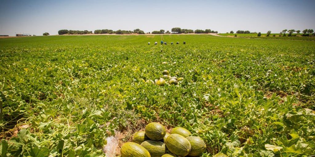 Dia invierte 35 millones en fruta de origen español de cara al verano