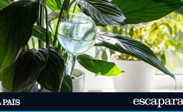 El truco más sencillo para mantener tus plantas hidratadas sin esfuerzo | Estilo de vida | Escaparate