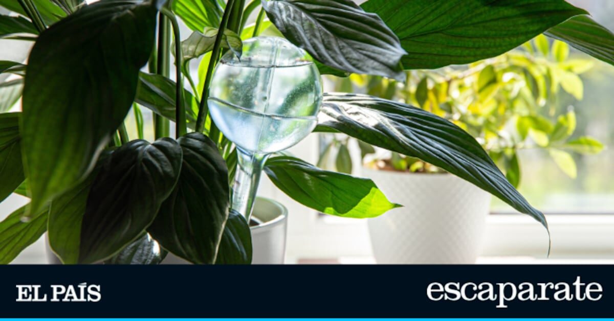 El truco más sencillo para mantener tus plantas hidratadas sin esfuerzo | Estilo de vida | Escaparate