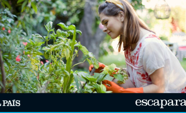 Crean una ‘vacuna vegetal’ que blinda tu jardín contra plagas y enfermedades | Estilo de vida | Escaparate