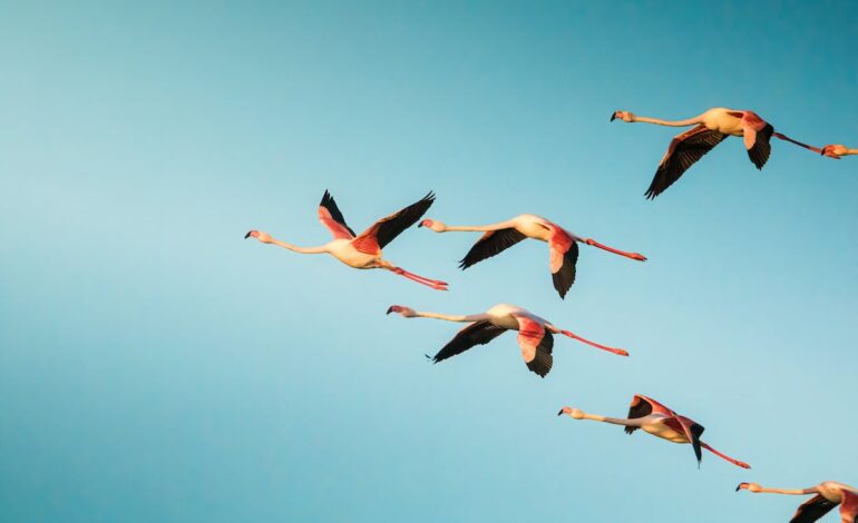 En la laguna de Fuente de Piedra: el sorprendente paraíso de 40.000 flamencos en Málaga | Escapadas por España | El Viajero