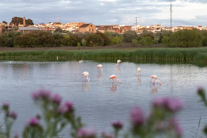 Varios flamenco en la Reserva Natural de Piedra de Laguna de Fuente, en la región de Antequera (Málaga). 