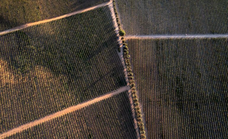 De vinos por Baja California, el epicentro del enoturismo en México | El Viajero