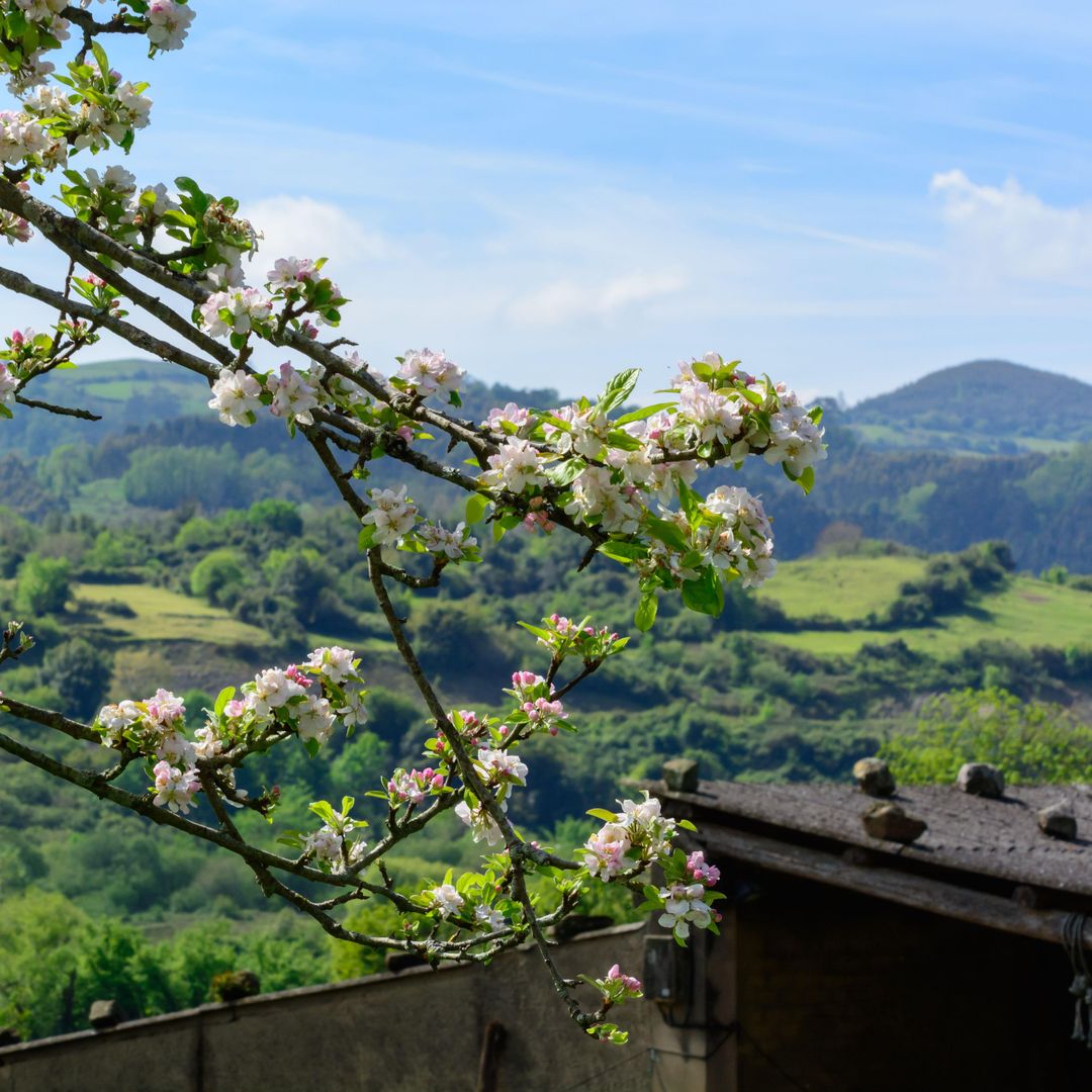 Floración de Manzano, región de sidra, Asturias