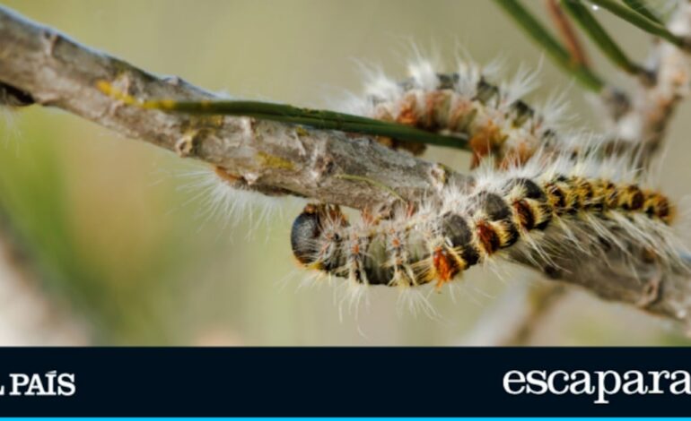 Adiós a orugas y hormigas en los árboles del jardín con esta trampa eficaz y barata | Top reviews | Escaparate