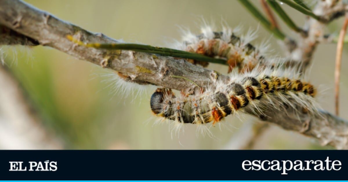 Adiós a orugas y hormigas en los árboles del jardín con esta trampa eficaz y barata | Top reviews | Escaparate