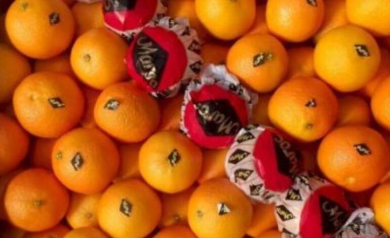 Aumentan las exportaciones de clementinas marroquíes