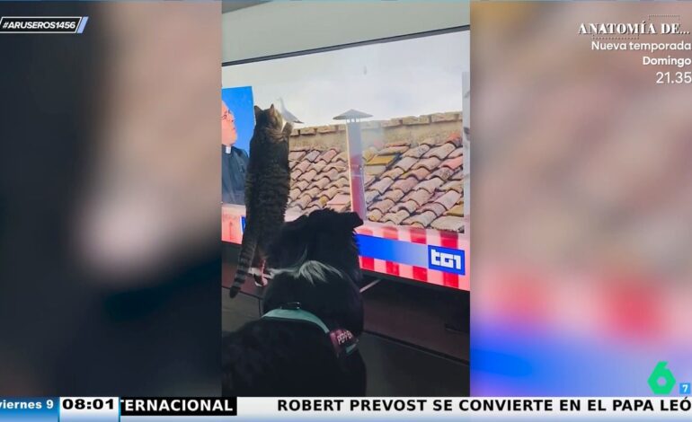 El divertido vídeo viral del gato que quiso comerse a la gaviota del cónclave a través de la tele