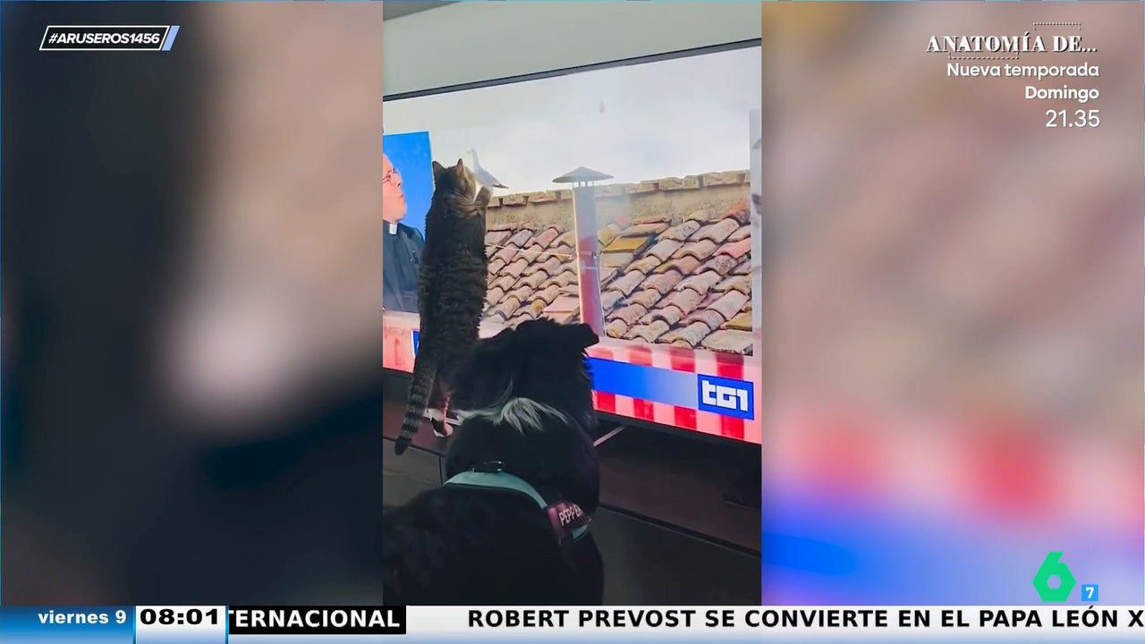 El divertido vídeo viral del gato que quiso comerse a la gaviota del cónclave a través de la tele