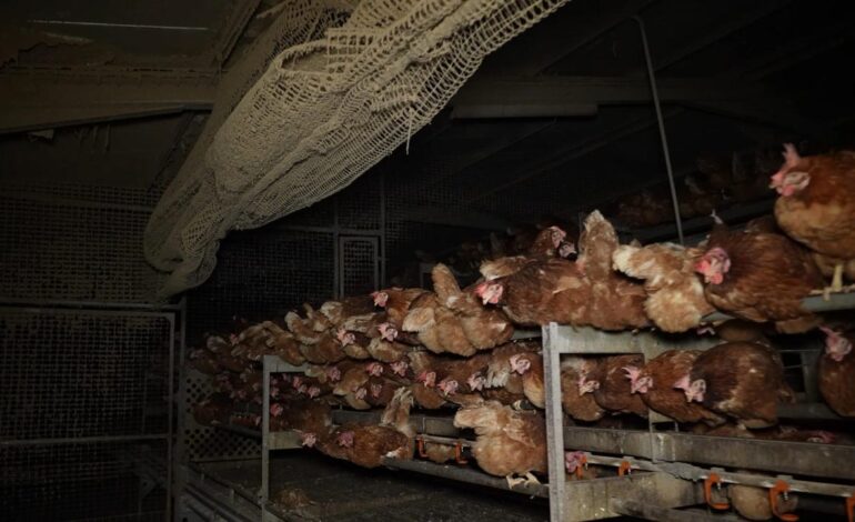 así viven las gallinas de la granja avícola investigada en Mallorca