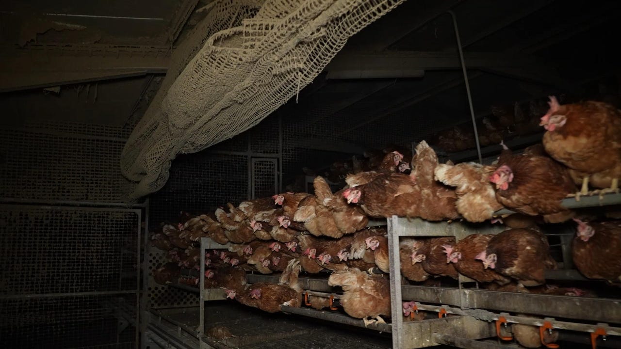 así viven las gallinas de la granja avícola investigada en Mallorca