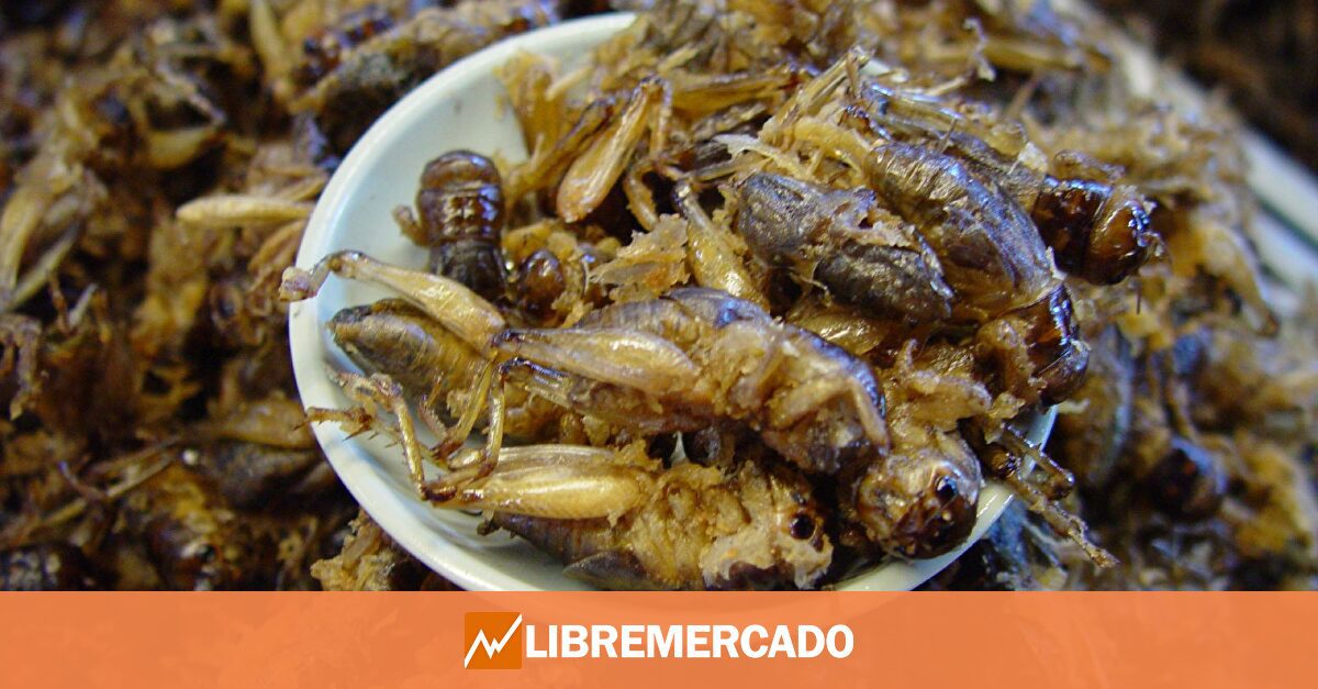 Ni cerdos ni grillos: los animalistas también vetan las proteínas de insectos