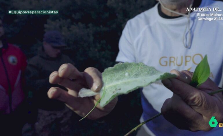 Este es el papel higiénico de la naturaleza, ¿veis qué suavidad?