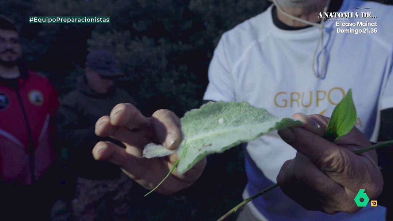 Este es el papel higiénico de la naturaleza, ¿veis qué suavidad?