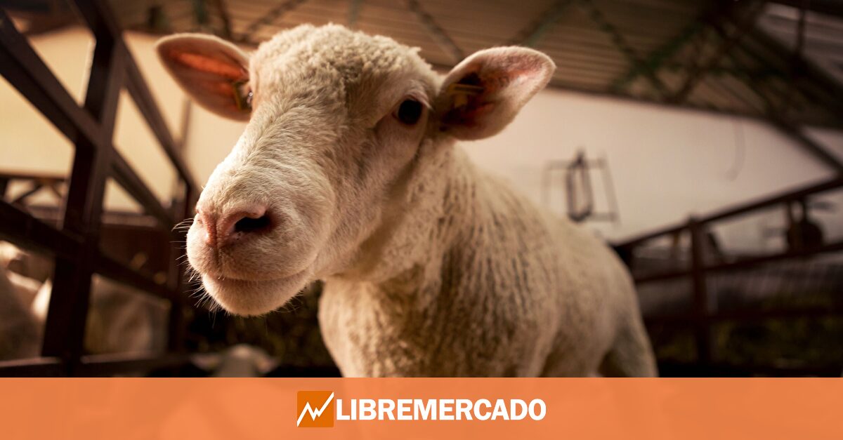 El Gobierno aprieta a los ganaderos con nuevas obligaciones y costes por el bienestar animal