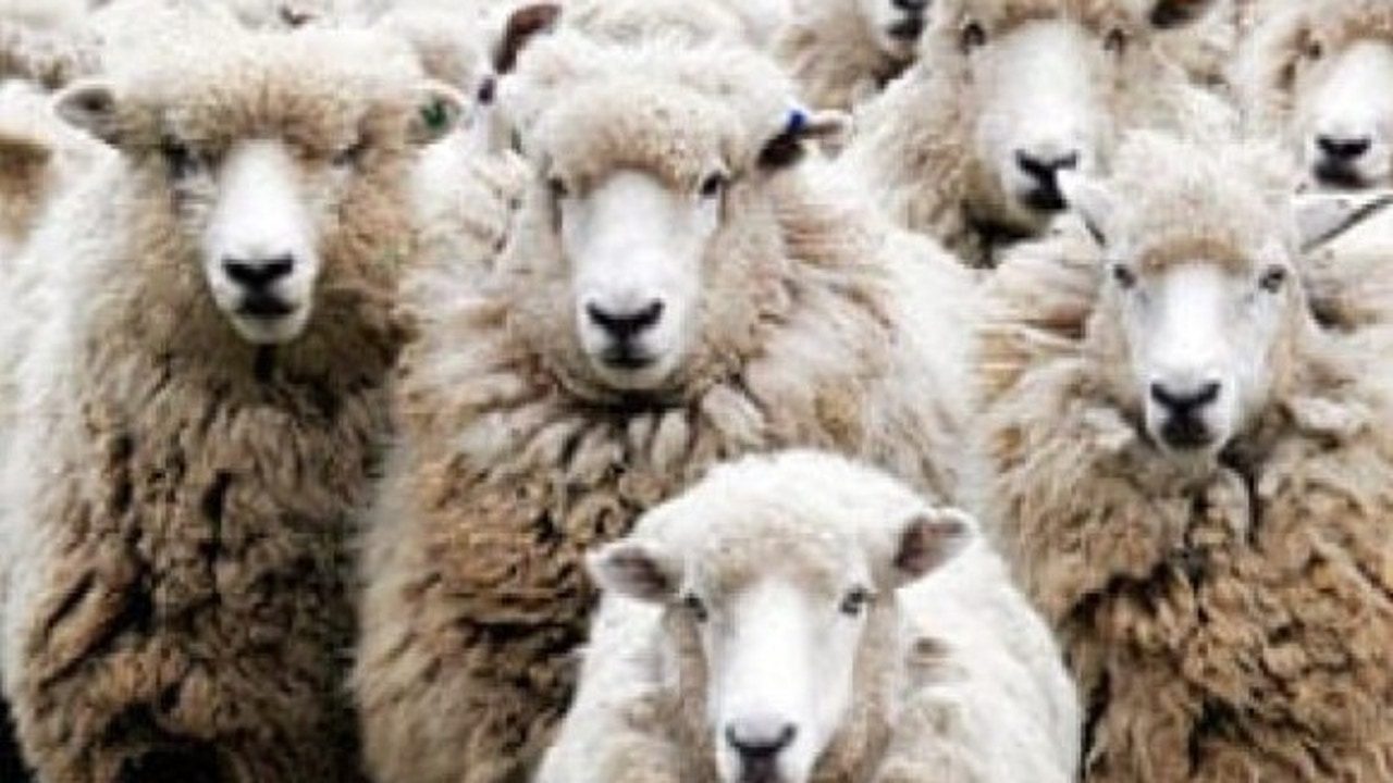 La oposición marroquí presenta el martes una moción de censura por el escándalo de la importación de corderos