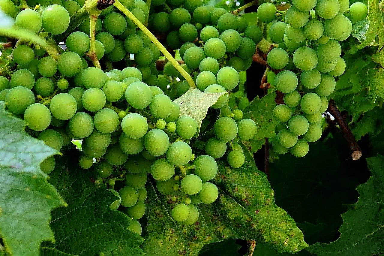uvas