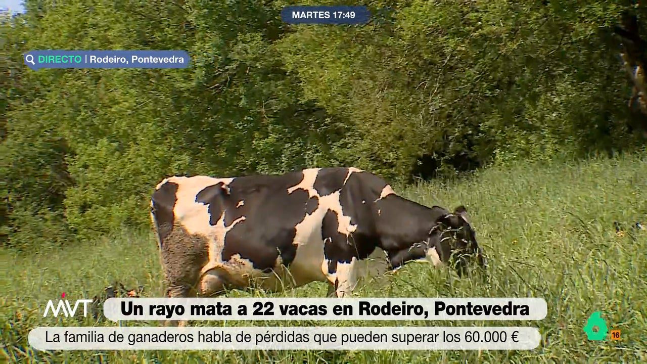 su dueña se salvó de milagro