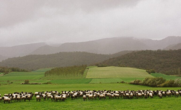 entre ovejas, queso y bosques infinitos