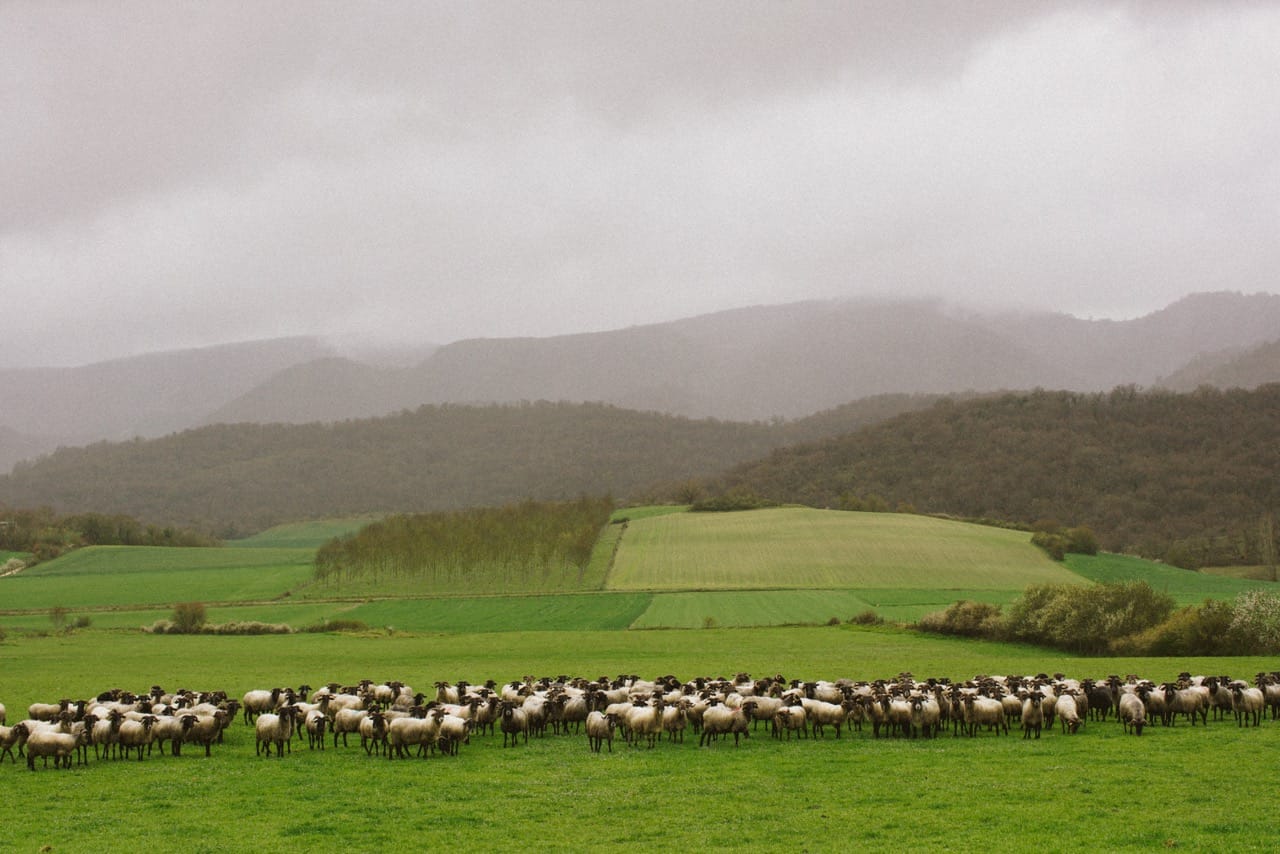 entre ovejas, queso y bosques infinitos