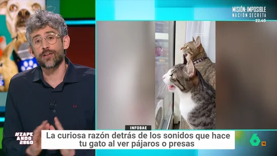 El experto explica que es un sonido totalmente normal y que sus propietarios no deberían preocuparse. Como se indica, hay varias teorías que buscan explicar este curioso sonido. 