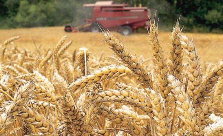 Ciudadanos chinos, acusados de introducir en los Estados Unidos un patógeno peligroso que envenena a los cereales