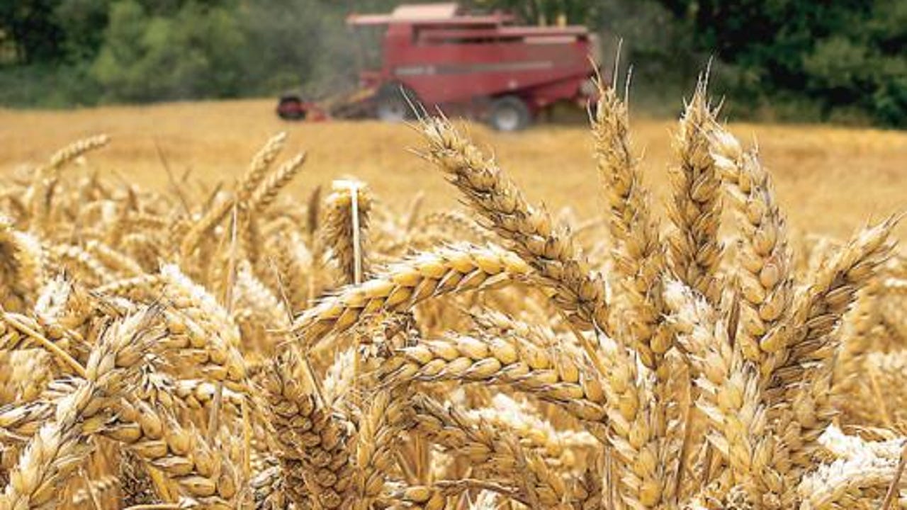 Ciudadanos chinos, acusados de introducir en los Estados Unidos un patógeno peligroso que envenena a los cereales