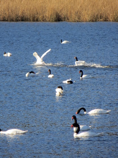 Cisnes en humedal de Valdivia. 