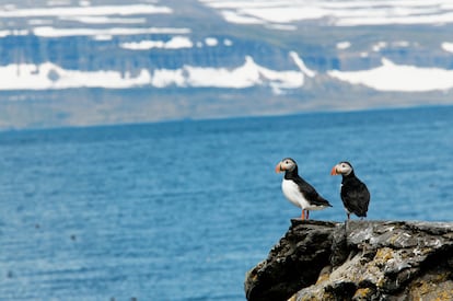 Dos frailecillos en la isla de Vigur (Islandia).