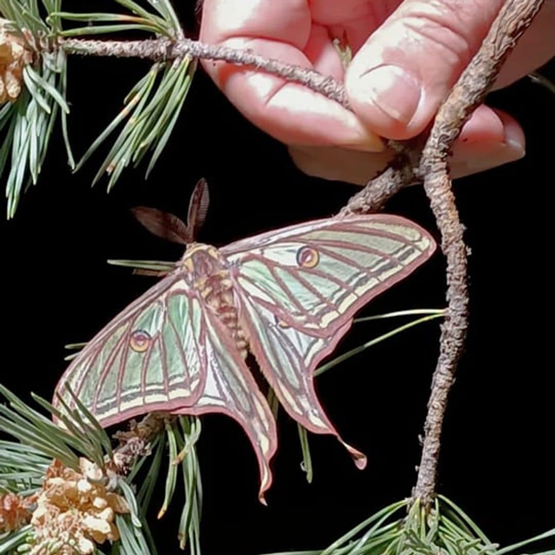 Insectpark Nature Center, en San Lorenzo de El Escorial, Madrid