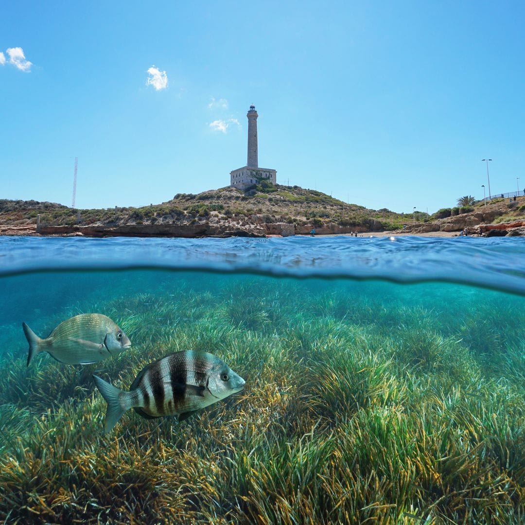 Cabo de Palos, suscripción de Murcia