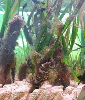 Imagen secundaria 2 - Aula de economía azul FAMM, donde la posidonia coexiste con especies como el caballito de mar. Juan Antonio López Jaime (a la imagen), presidente de FAMM, en las instalaciones antes mencionadas, ubicadas en Málaga