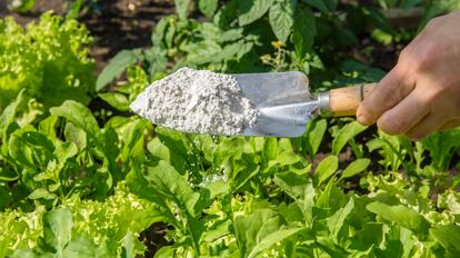 Diatomia Land: un insecticida para hormigas, cucarachas y otros insectos arrastrantes.