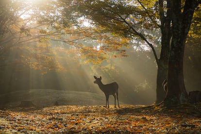Un ciervo sagrado en Nara Park, Japón.