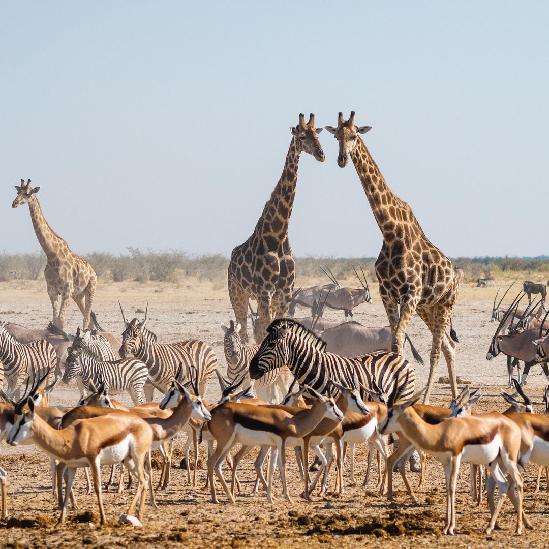Fauna del Parque Nacional Etosha, Namibia, África.