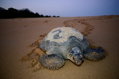 Tortuga verde (Chelonia mydas) regresando al mar al amanecer después de realizar la puesta de huevos en la isla de Poilao.