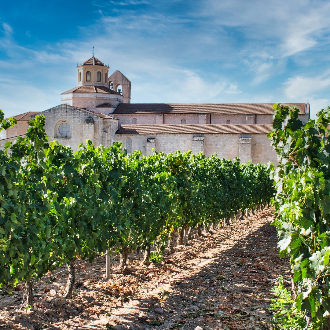 Viñedo al lado del monasterio de Santa María de Valbuena, Valbuena de Duero, Valladolid