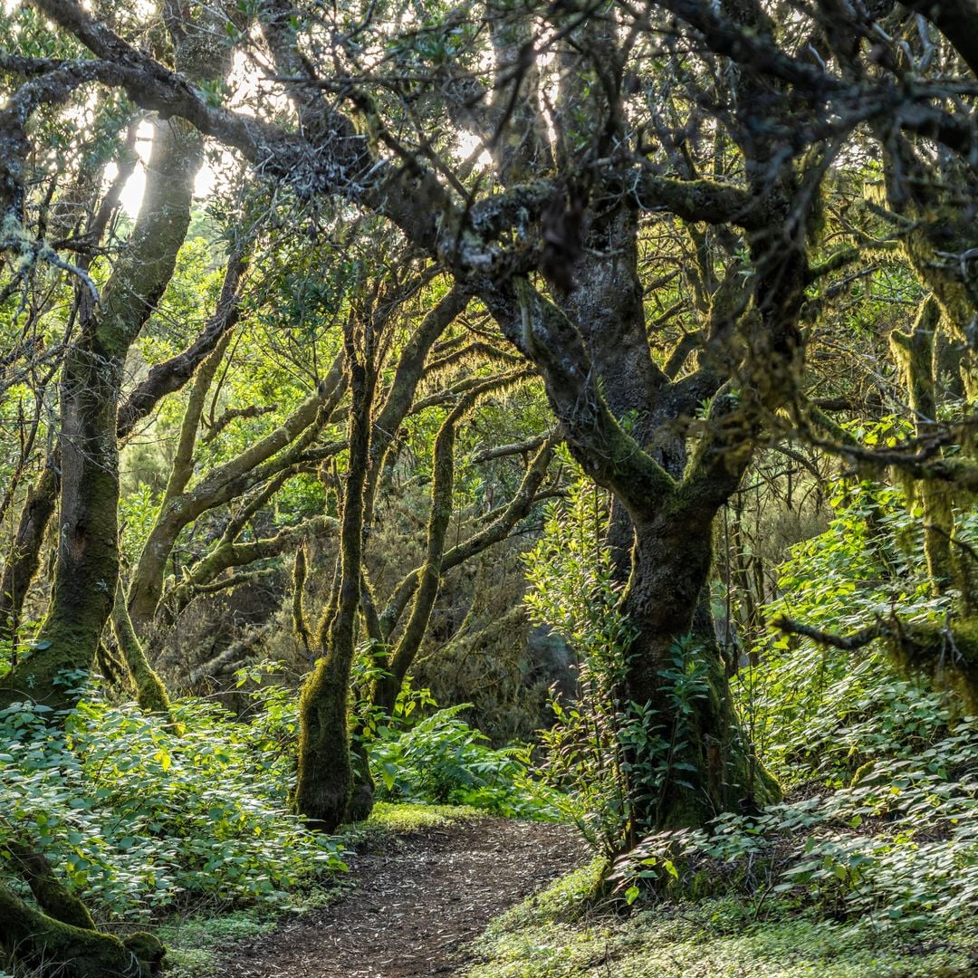 Bosque de laurisilva, hierro