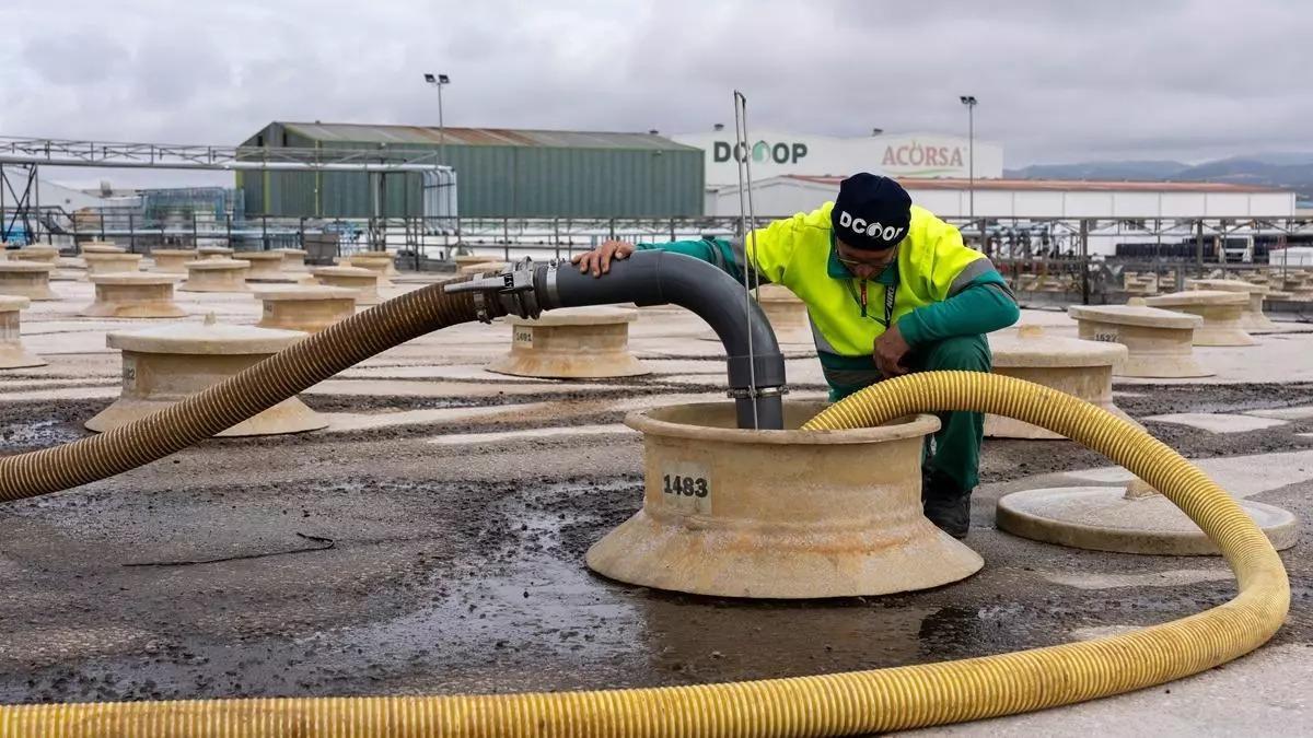 Dcoop estudia la compra total de Pompeian, líder en aceite de oliva en EEUU