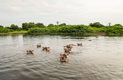 Hipopótamos en el parque nacional de Orango (Guinea-Bisáu).